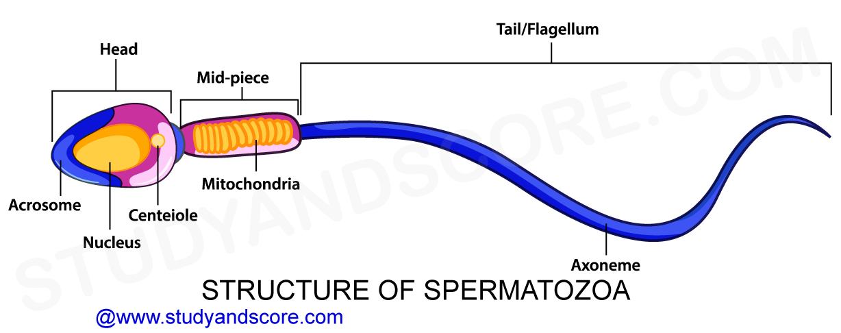 Sperm-structure